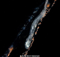 A crystal goby is caught by a Nanomia cara. by Rune Edvin Haldorsen 